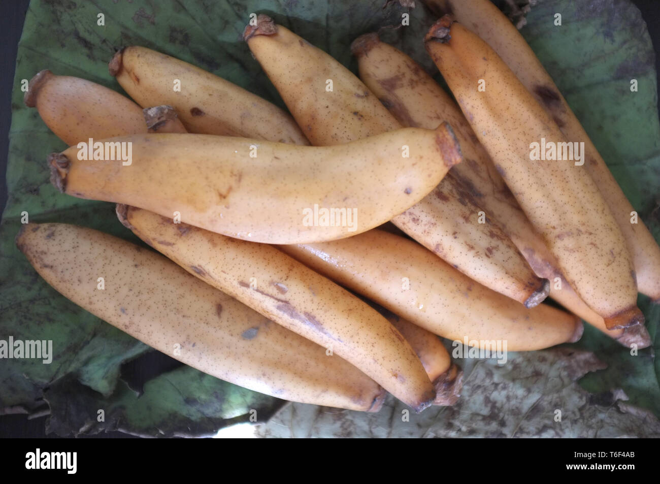 Raw Organic Lotus Root bereit zu Kochen, Thai raw Snack Stockfoto