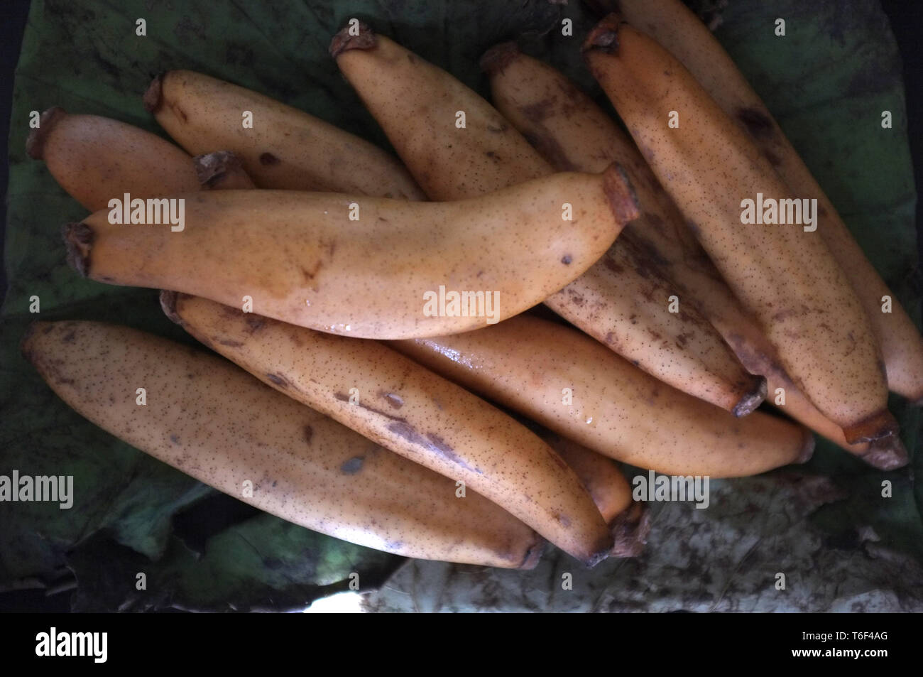Raw Organic Lotus Root bereit zu Kochen, Thai raw Snack Stockfoto