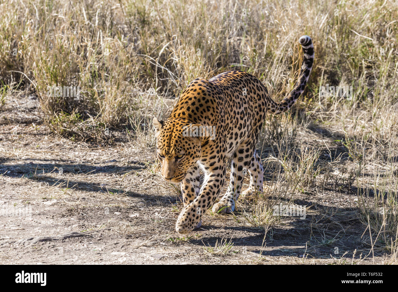 Spotted Leopard unter der trockenen Savanne Stockfoto