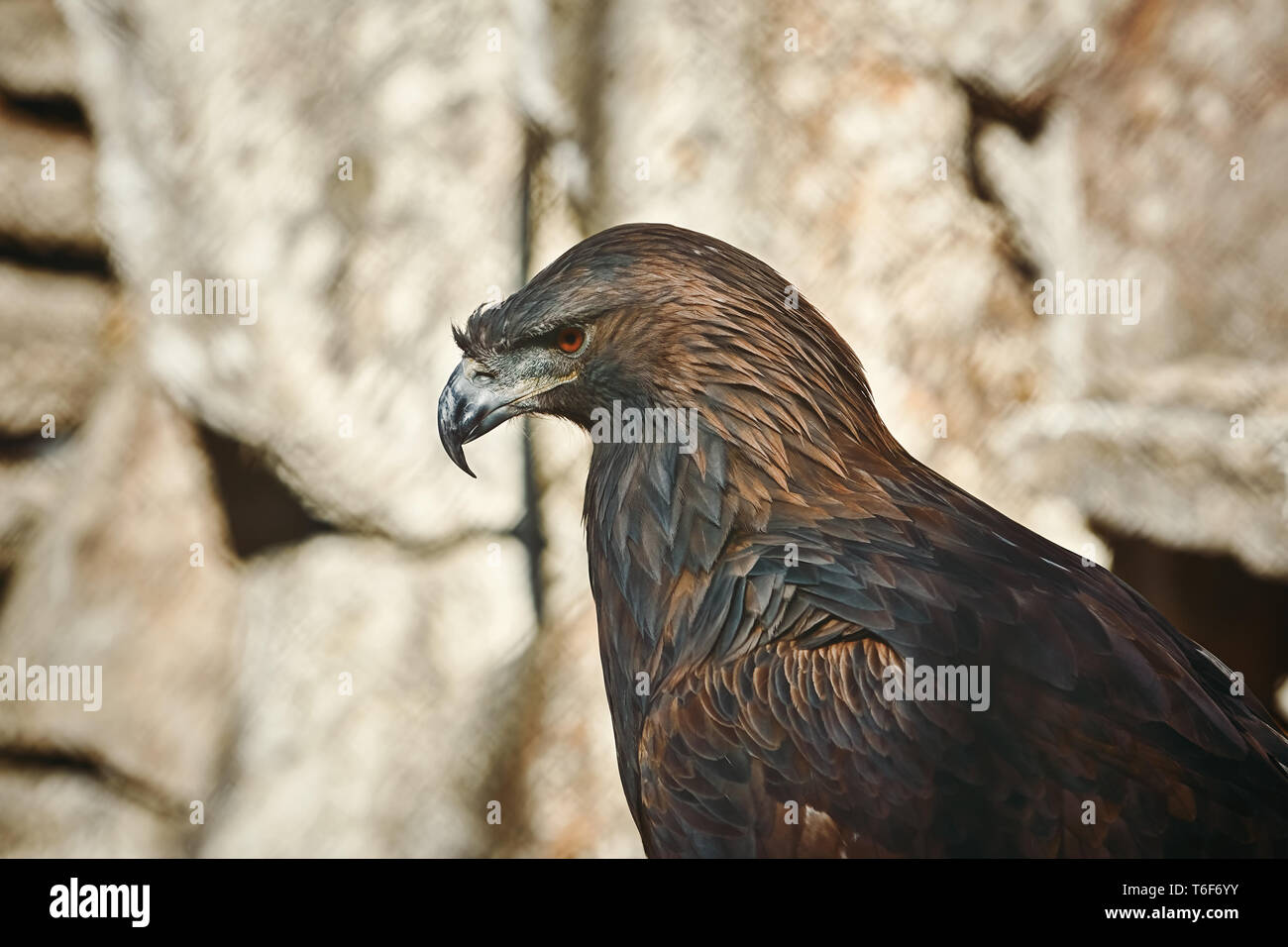 Porträt des Adlers Stockfoto