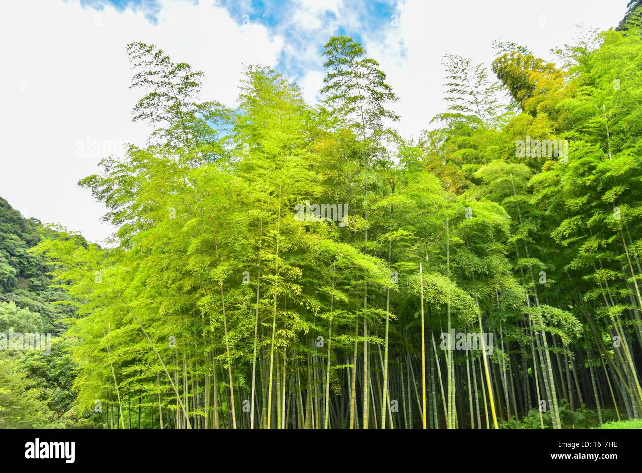 Bamboo Grove an Senganen Garten in Kagoshima Stockfoto