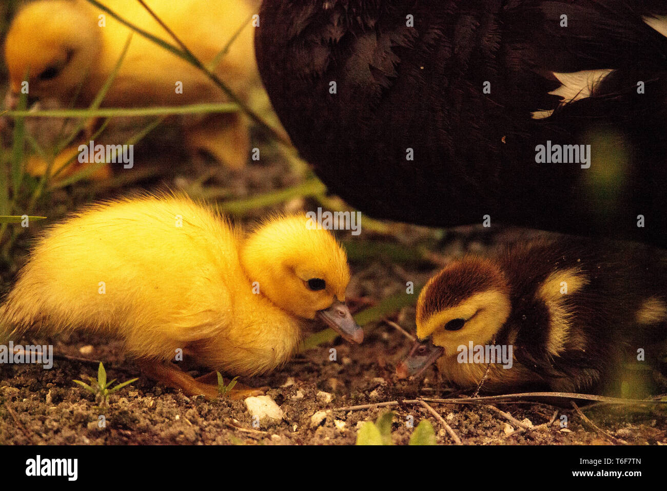 Baby Muscovy entenküken Cairina moschata Herde zusammen in einem Teich Stockfoto