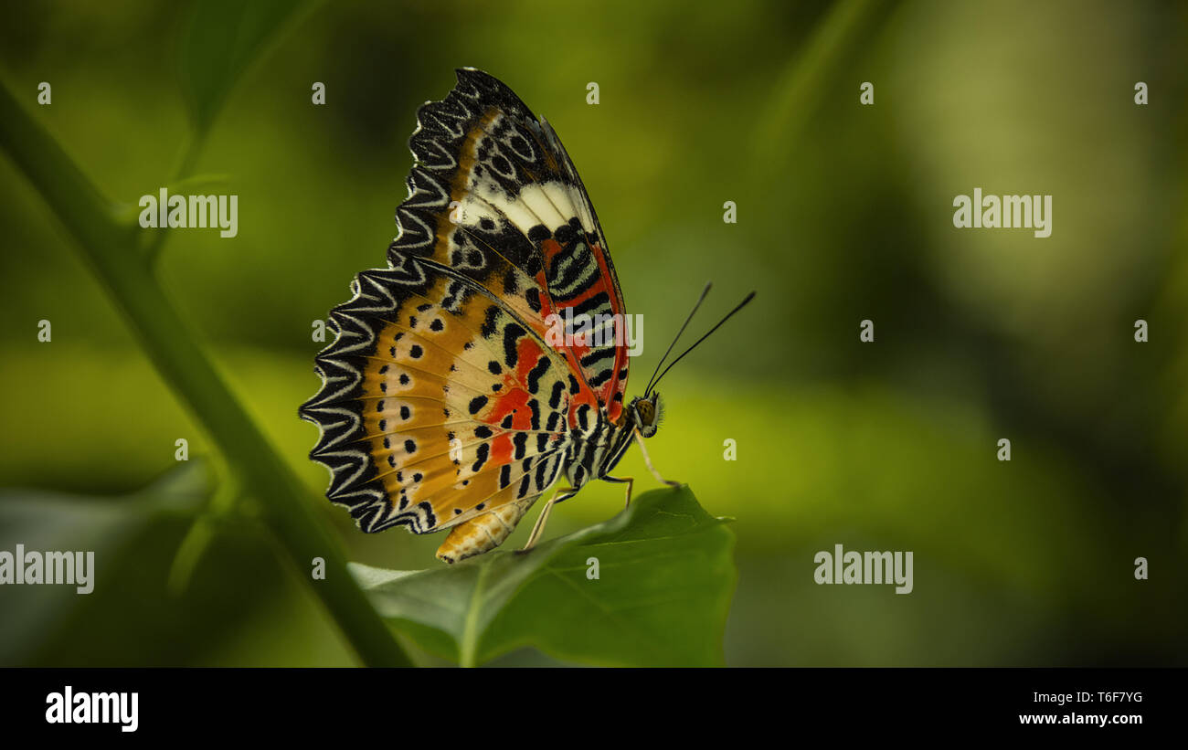 Leopard Florfliege Schmetterling Stockfoto