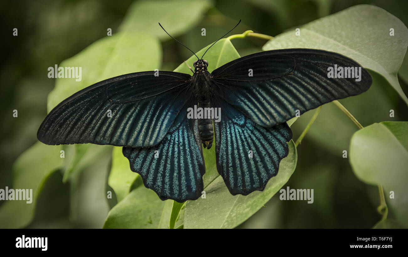 Großer Mormone Schmetterling Stockfoto