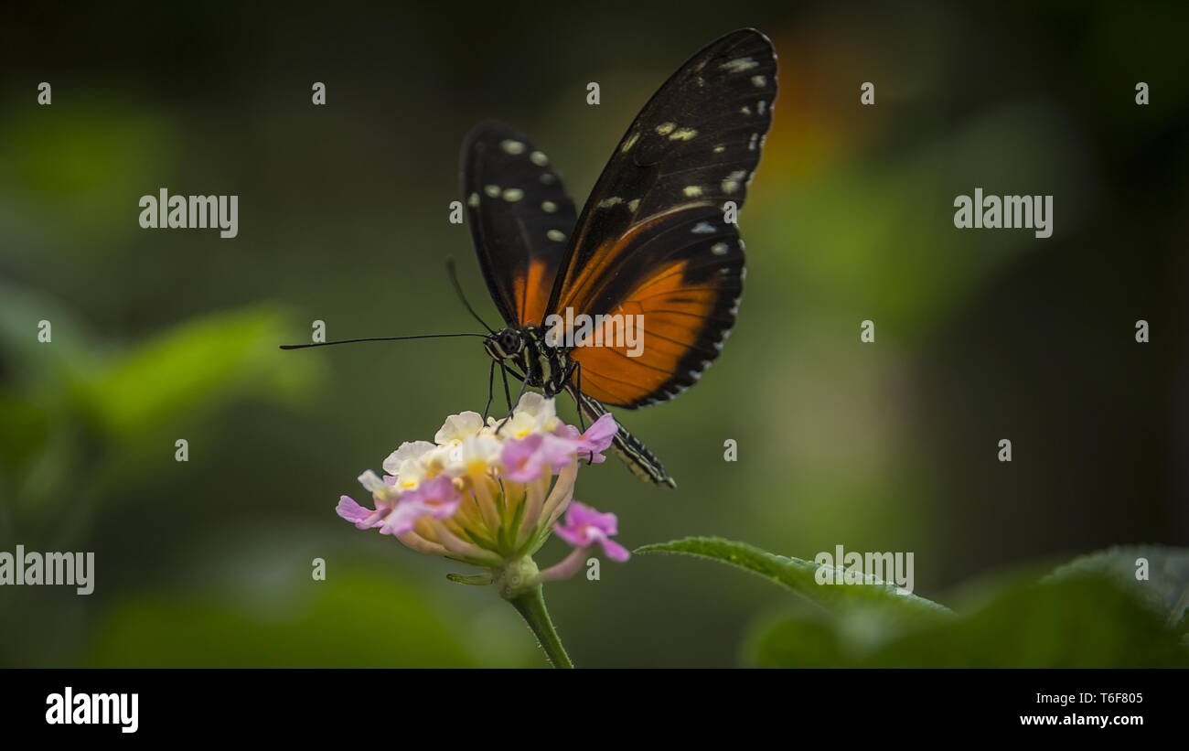 Heliconius Doris Schmetterling Stockfoto