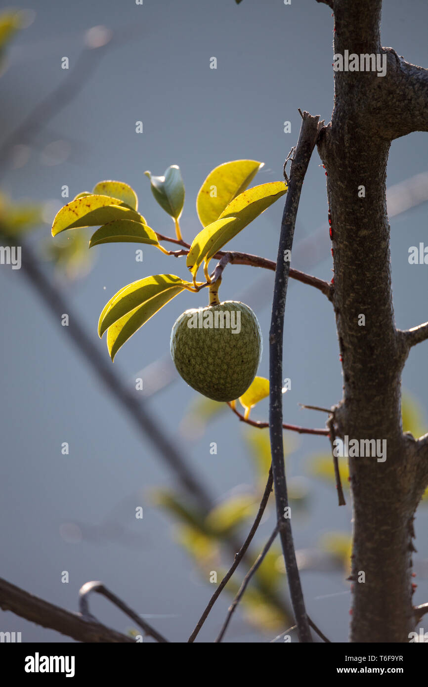 Avocado baum Persea americana wächst in der Wildnis Stockfoto