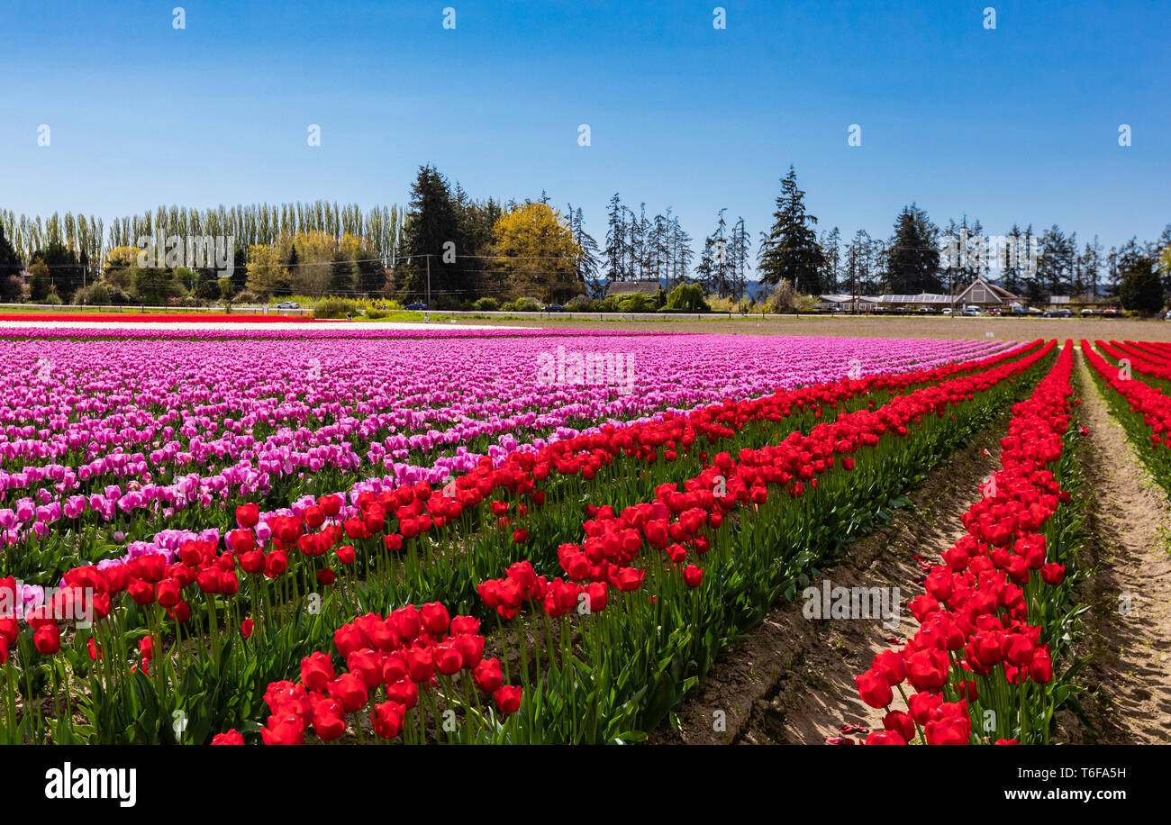 Tulpenfeld mit blauem Himmel in Skagit Valley Washington Stockfoto