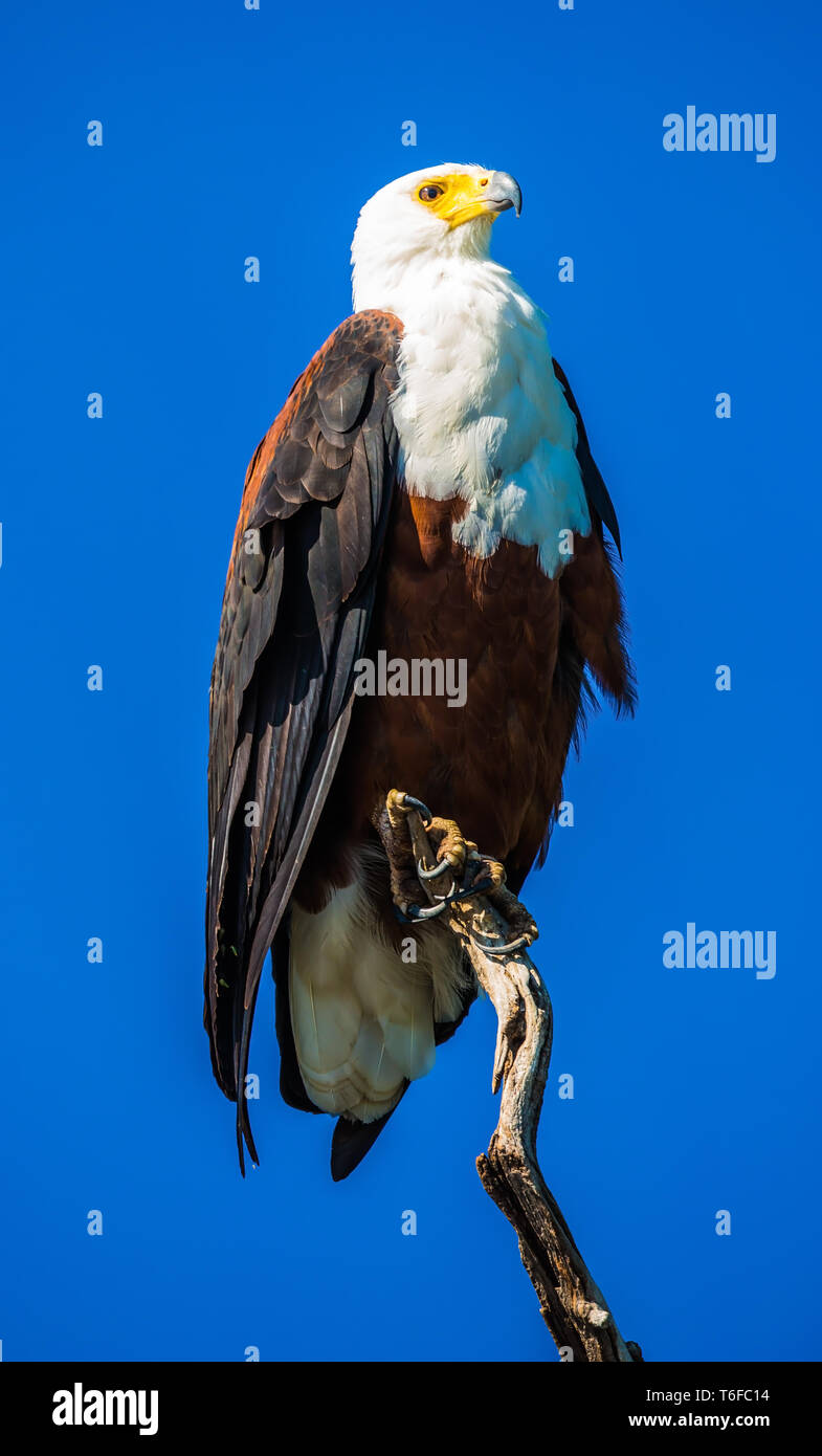 Big African Fish Eagle Stockfoto