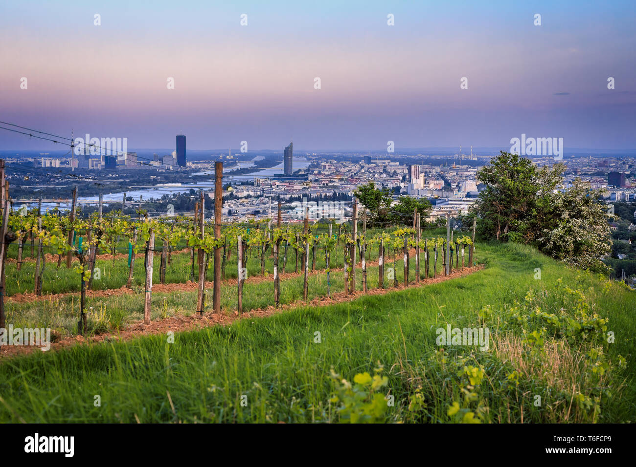 Blick über Wien von der Weinberge während der blauen Stunde Stockfoto