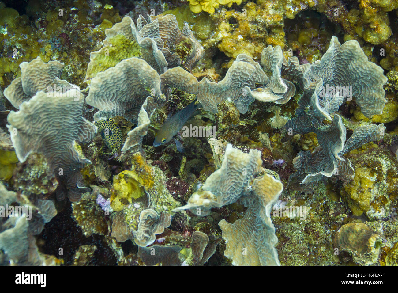 Coral Reef leben Stockfoto