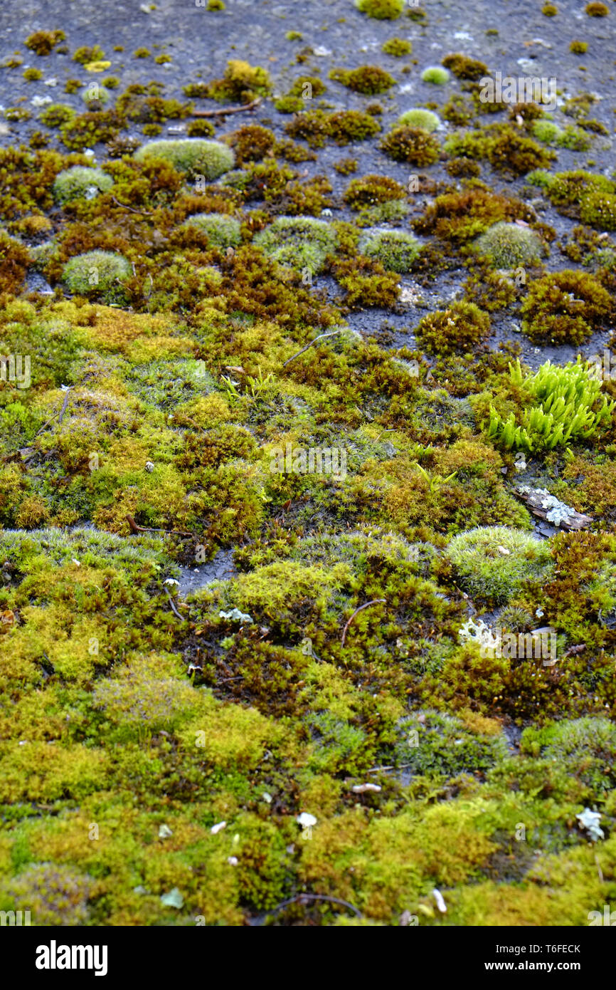Moos, Moos Sorten Stockfoto