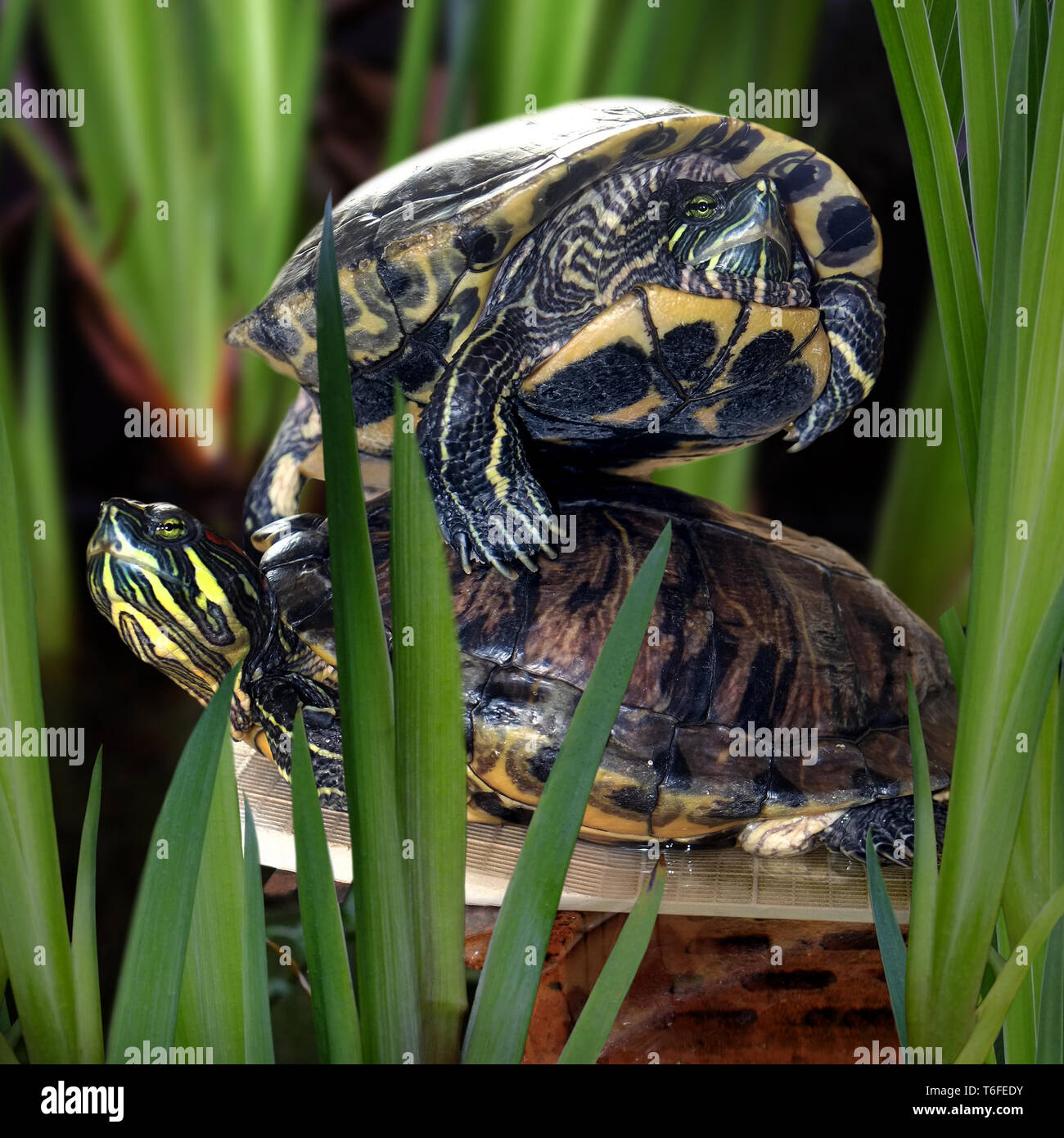 Rotwangen-schmuckschildkröten Stockfoto