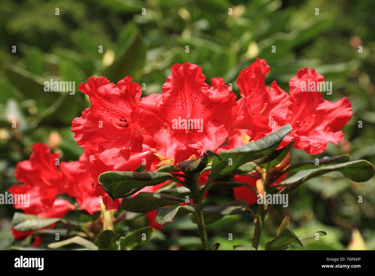 Rot blühenden Rhododendron Stockfoto