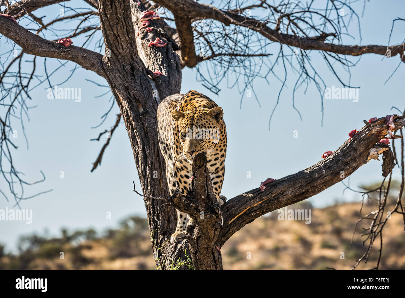 Ein afrikanischer Leopard stieg auf einen Baum Stockfoto
