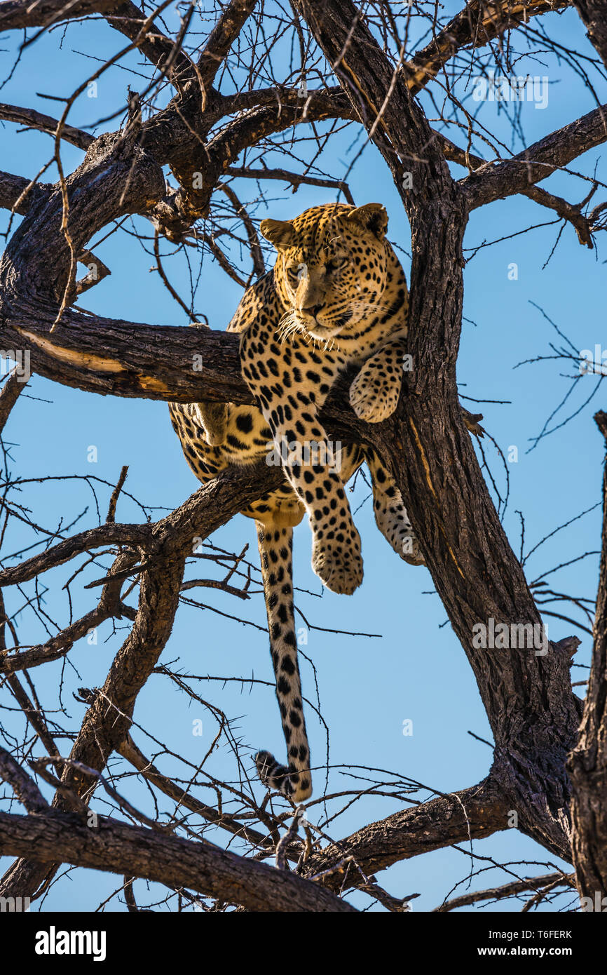 Leopard ruht auf einem Baum Zufrieden Stockfoto