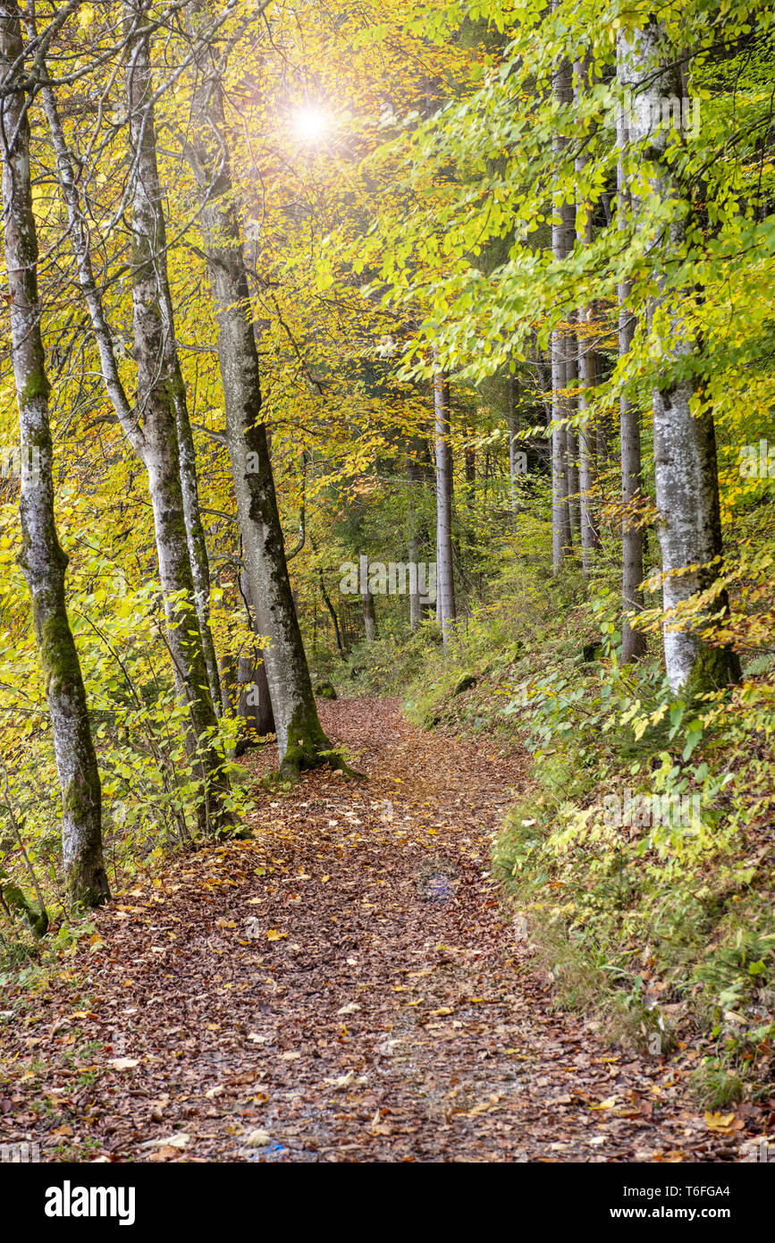 Herbst im Wald mit Buchen und Sonnenstrahlen Stockfoto