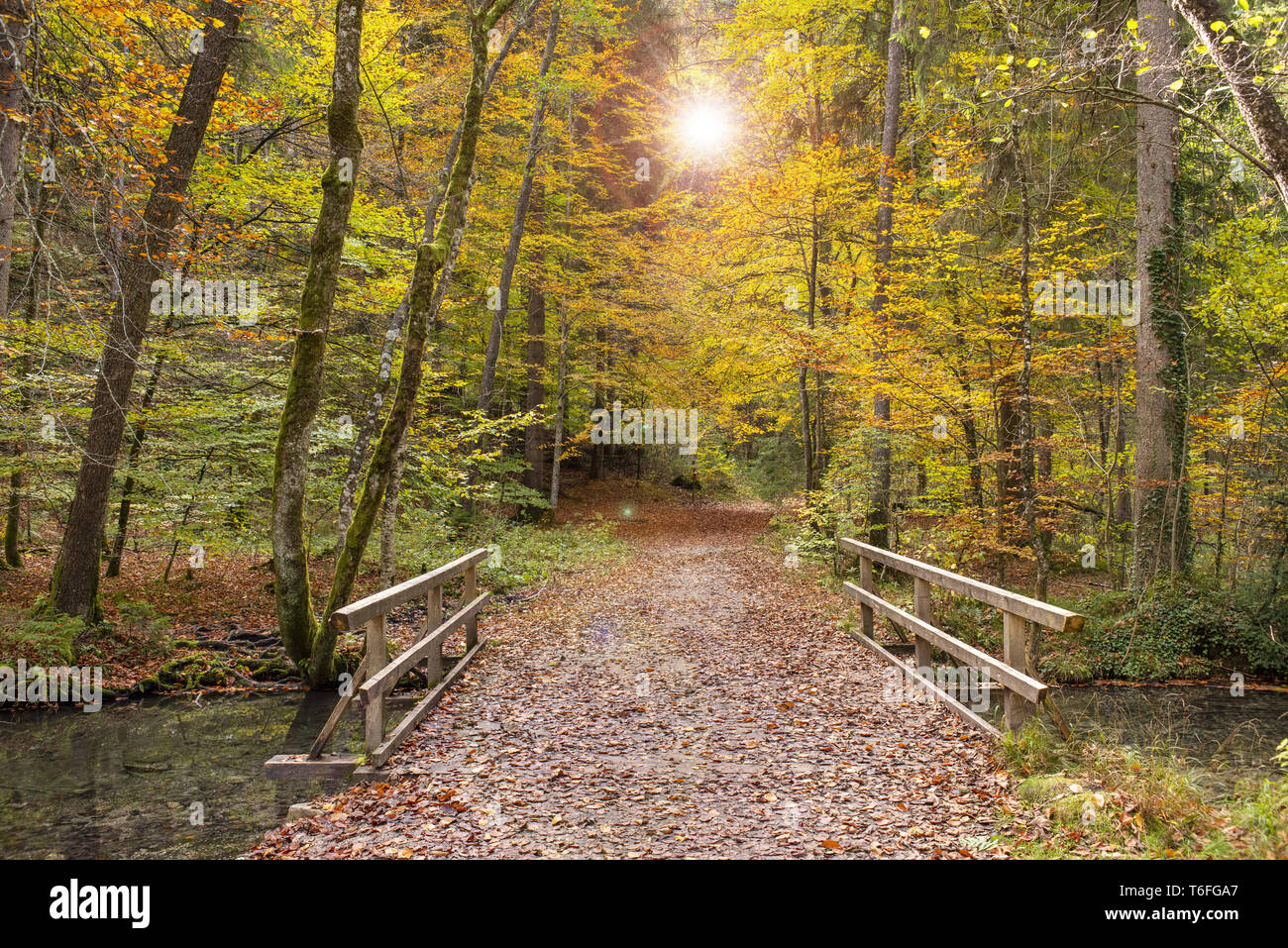 Herbst im Wald mit Buchen und Sonnenstrahlen Stockfoto