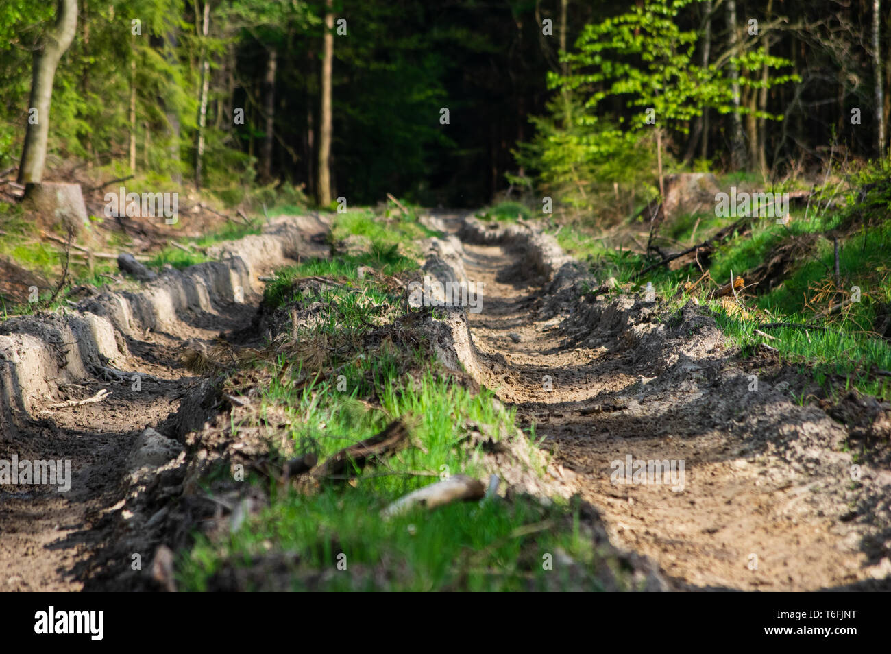 Feder Waldboden durch Harvester Maschine beschädigt Stockfoto