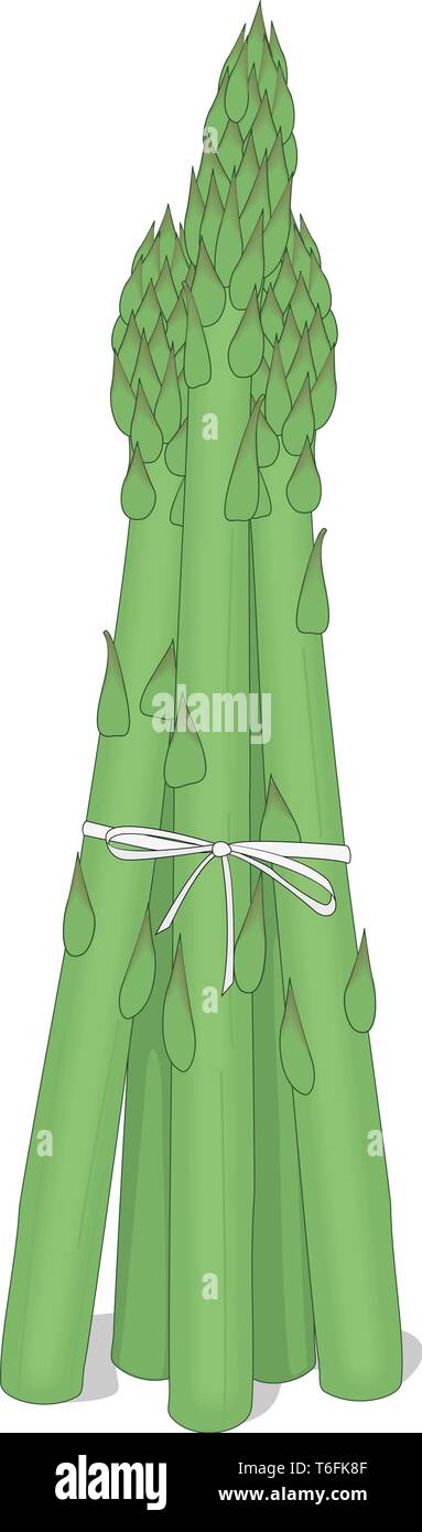 Spargel Vector Illustration Stock Vektor