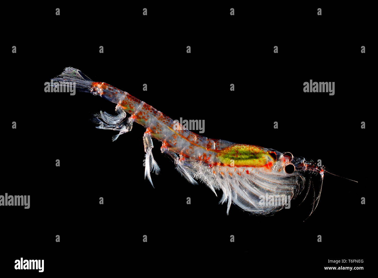 Antarktischer Krill (Euphausia superba), Antarktis | Antarktischen Krill (Euphausia superba), Antarktis Stockfoto
