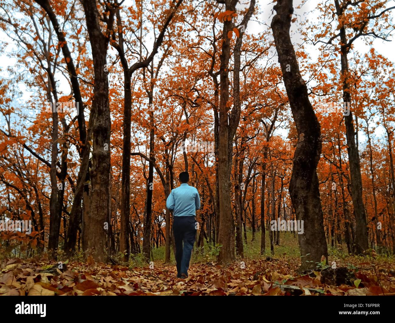 Allein gehen, dieses Bild wurde im April 2019 bei mir und meinem Onkel unterwegs waren durch einen Dschungel genommen und ich fand die Aufnahme und klicken Sie auf Datum und später änderte ich die Farbe von Grün auf Rot auf Lightroom schöne Stockfoto
