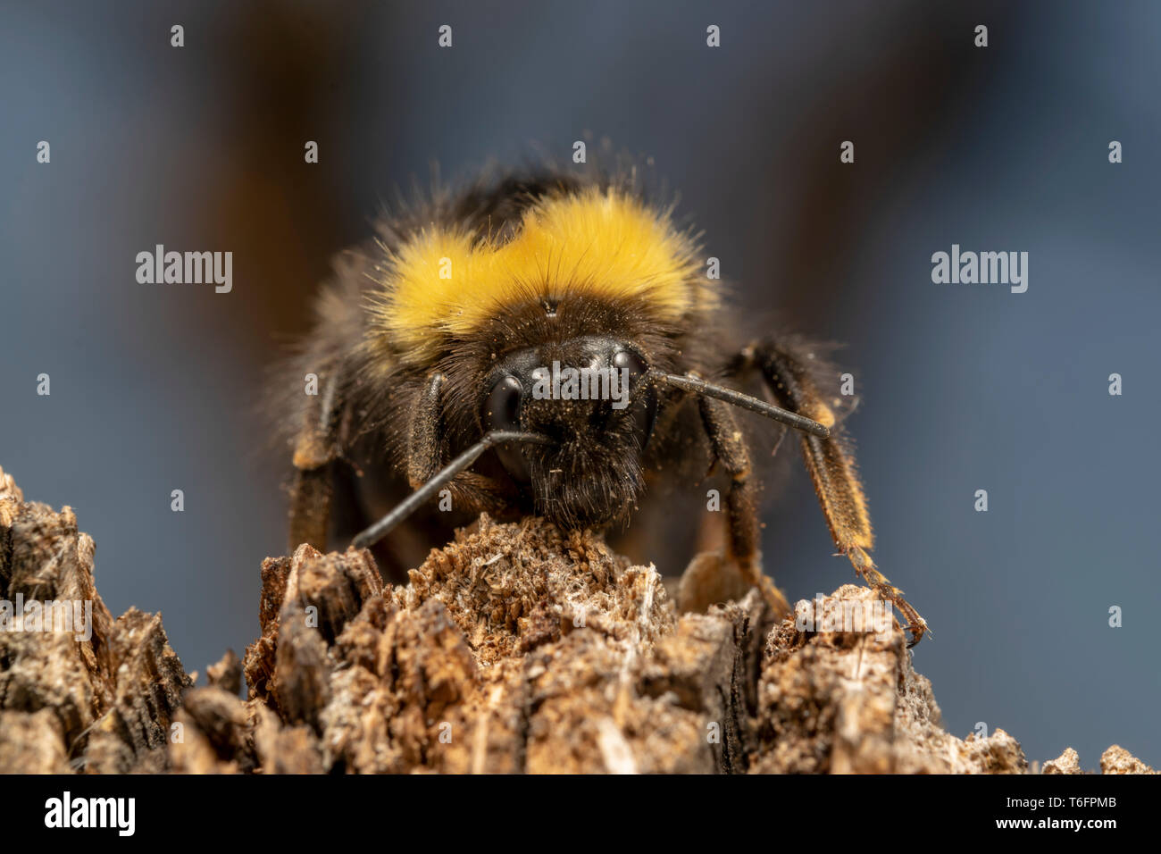Buff-tailed Hummel oder große Erde bumblebee (lat. Bombus terrestris) Stockfoto