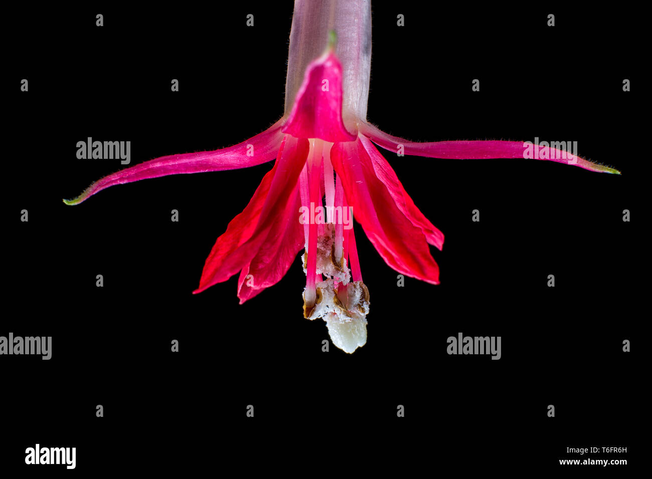 Fuchsia boliviana Blüte closeup auf schwarzem Hintergrund Stockfoto