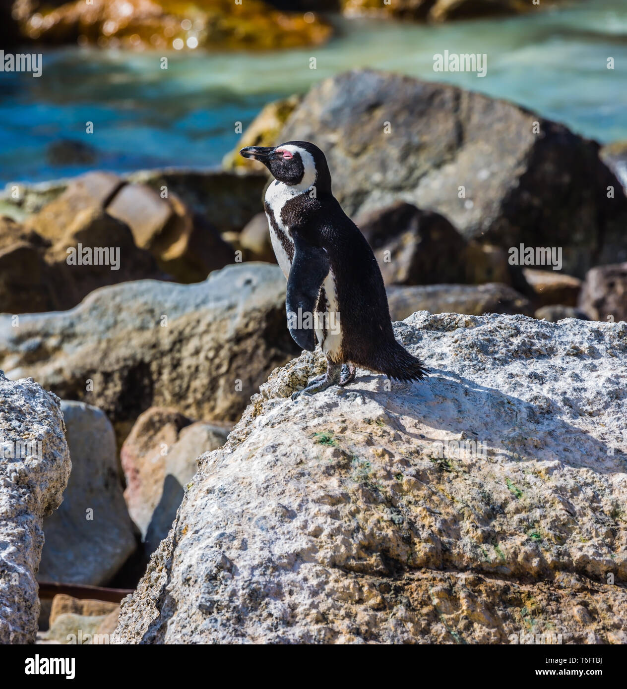Schwarz-weiß Pinguin am Strand Stockfoto