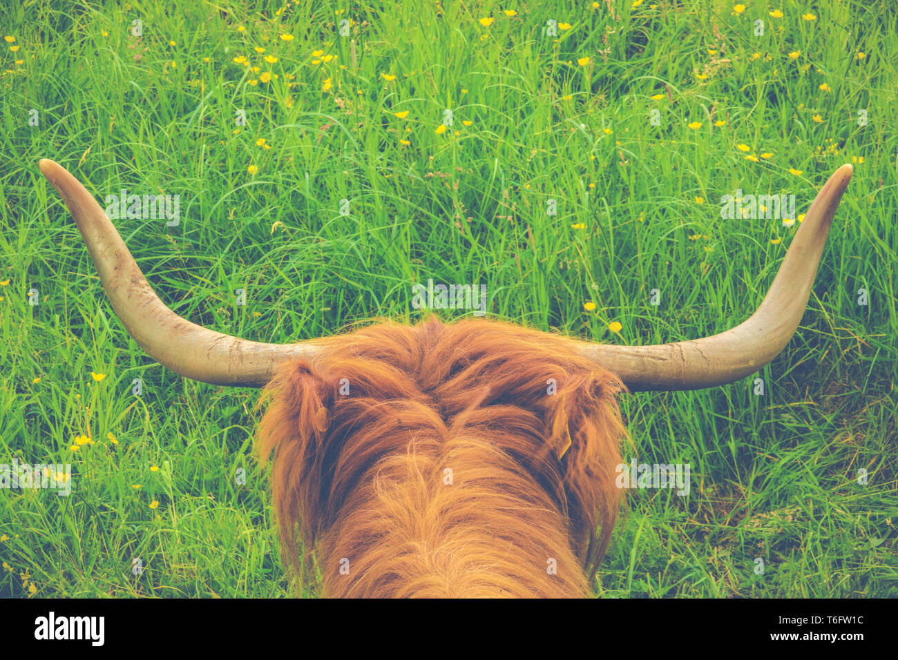 Highland Kuh Hörner Stockfoto