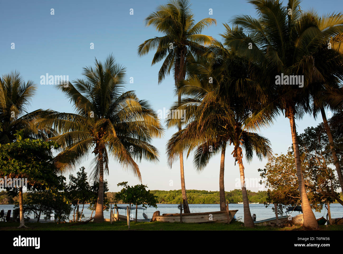 Palmen mit Blick über die Lagune bei chacahua Nationalpark, Oaxaca, Mexiko. Apr 2019 Stockfoto