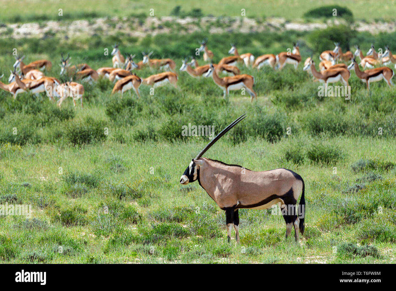 Oryx Oryx gazella in der Kalahari Stockfoto