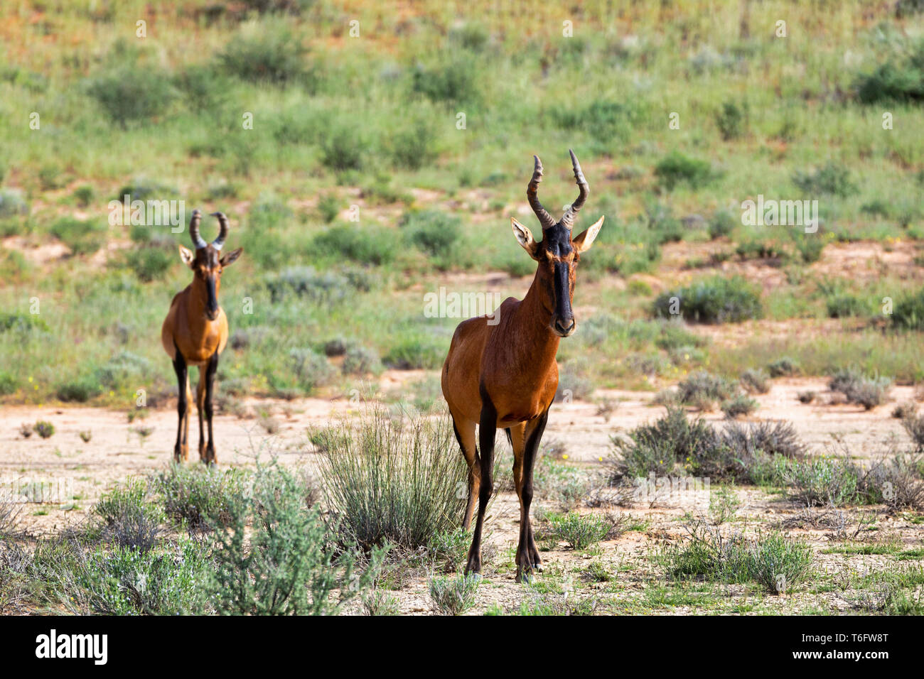 Red Hartebeest im Kalahari Südafrika Stockfoto