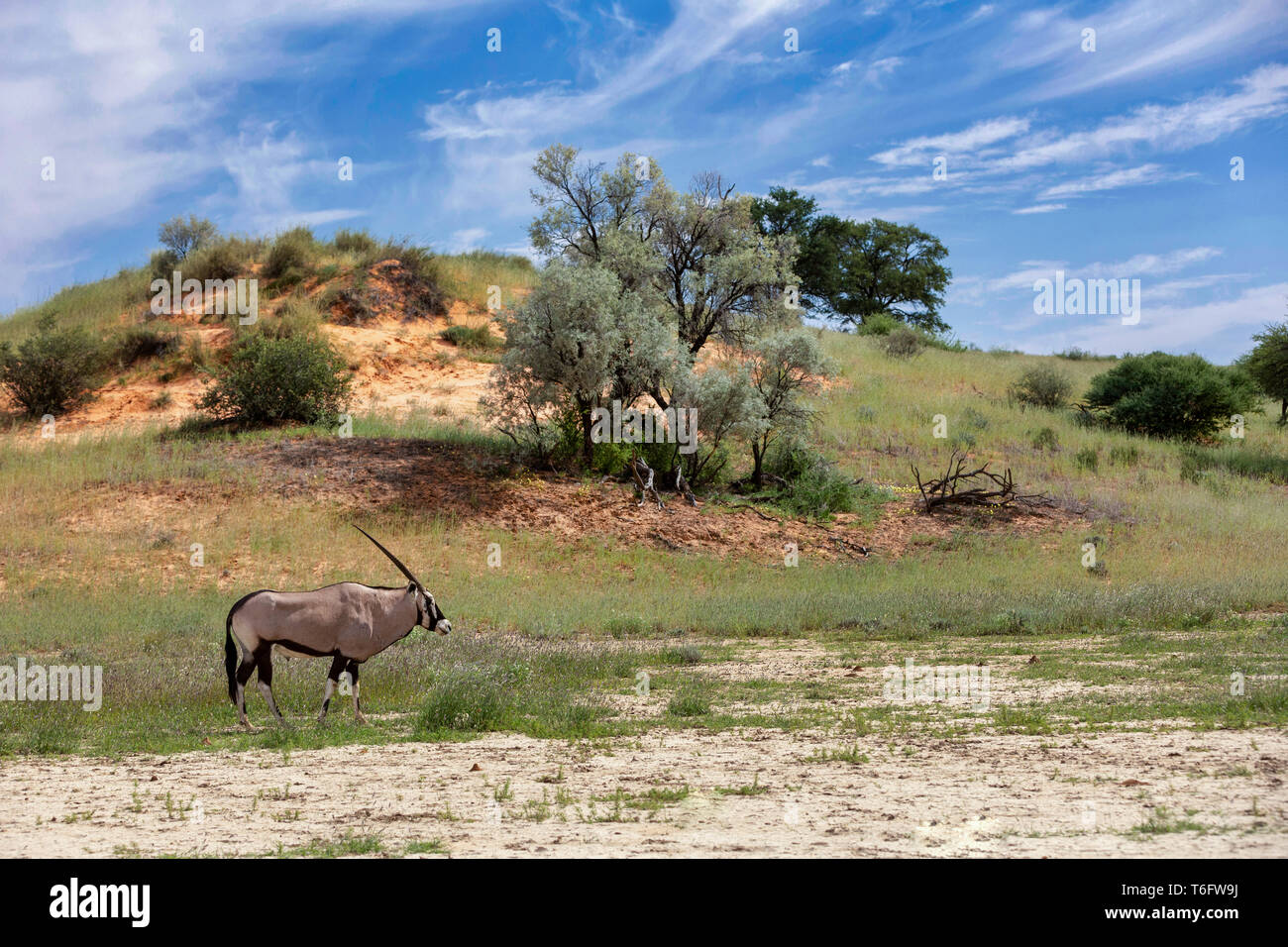Oryx Oryx gazella in der Kalahari Stockfoto