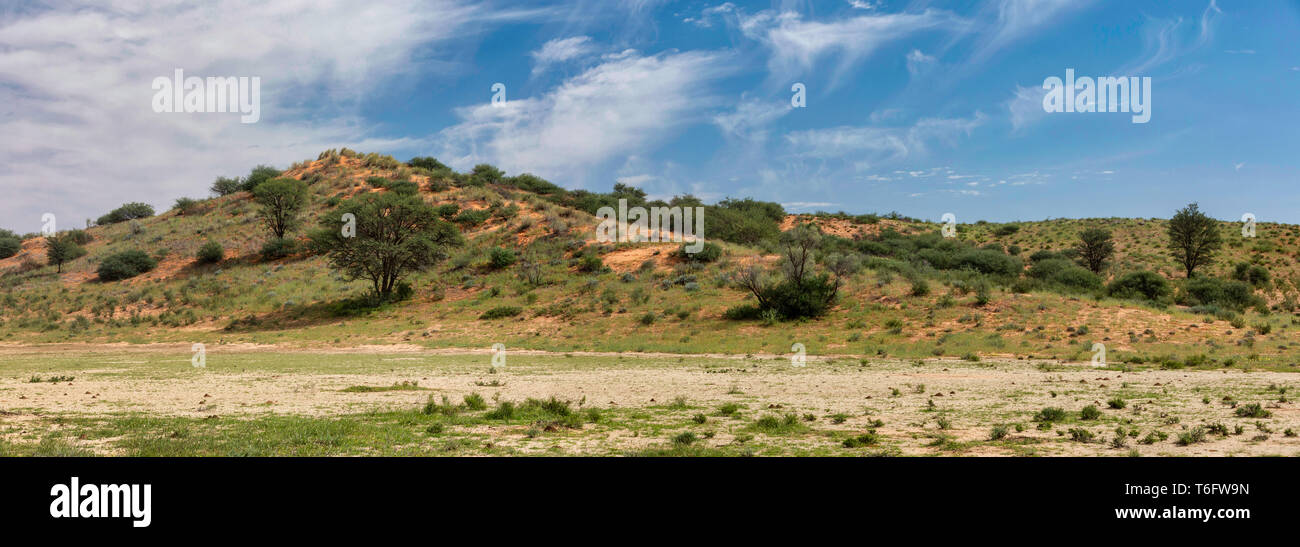 Kalahari grüne Landschaft, Südafrika Stockfoto