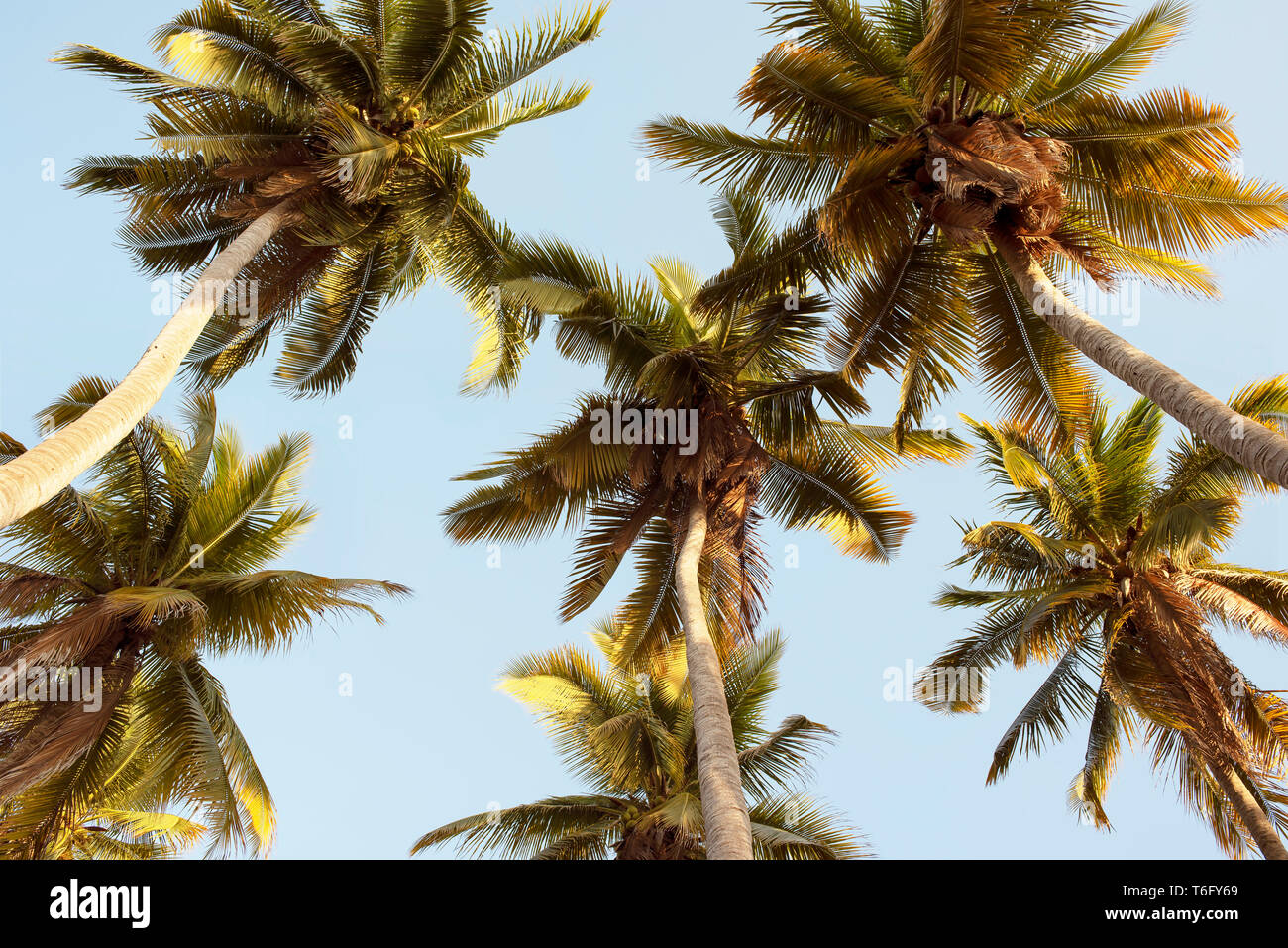 Üppige Palmen von unten mit sanften Tönen. Zu Kokospalmen. Reisen Lifestyle/Tropical holiday Konzept. Chacahua, Mexiko. Apr 2019 Stockfoto