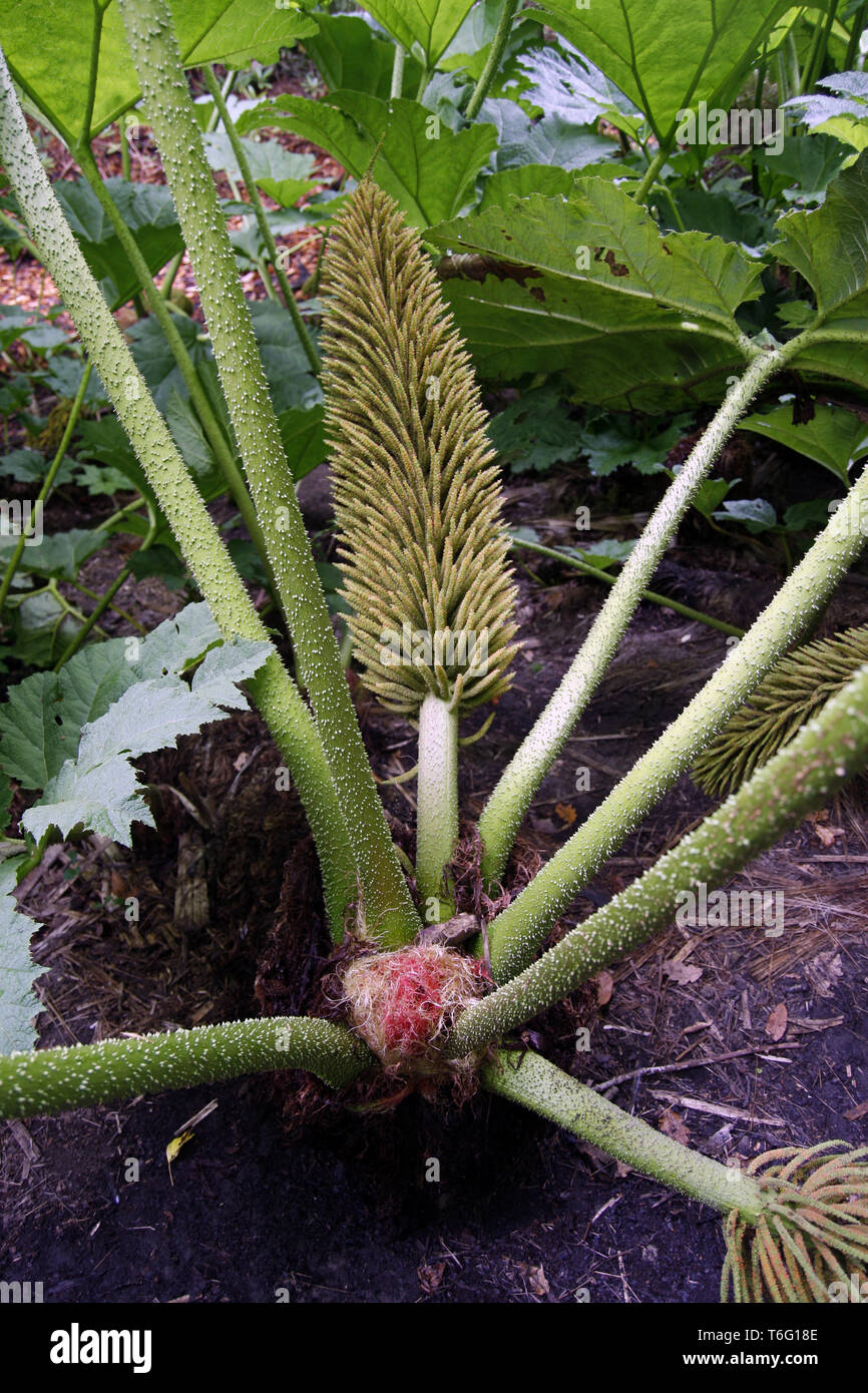 Riesige Gunnera base Stockfoto
