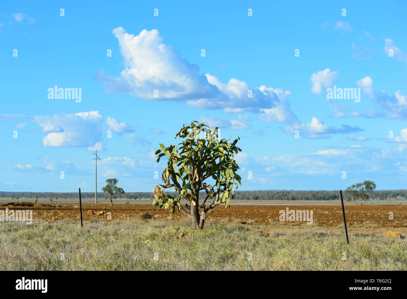 Feigenkakteen (Opuntia) sind eine eingeführte invasiver Pflanzenarten in Australien. Im Norden von Queensland, Queensland, Australien gesehen Stockfoto
