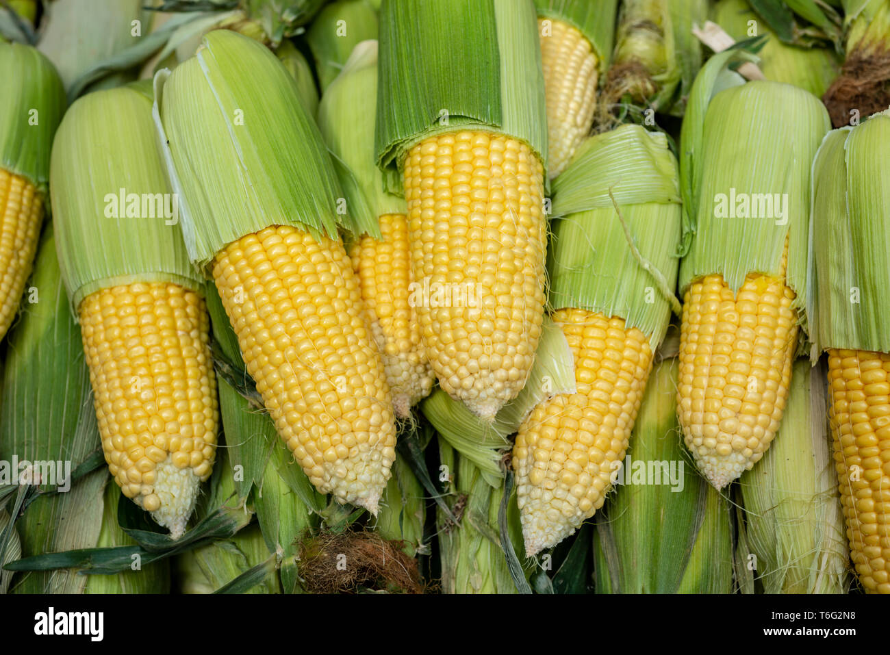 Frische reife Mais auf dem Markt Stockfoto