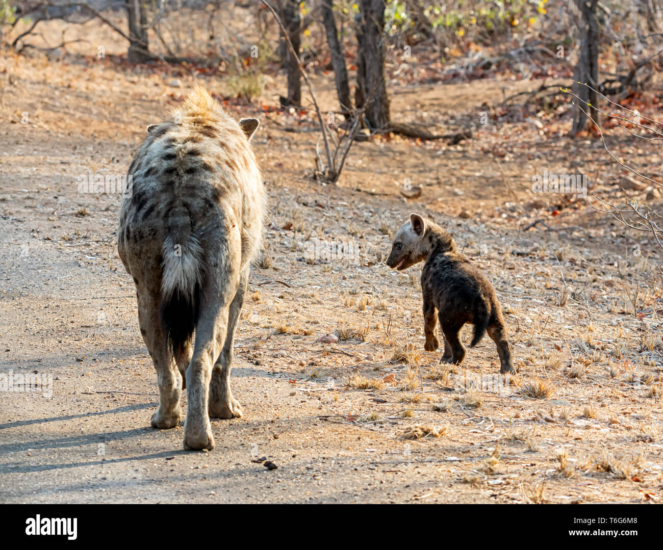 Eine Tüpfelhyäne Mutter und Jungtier im Südlichen Afrika Stockfoto
