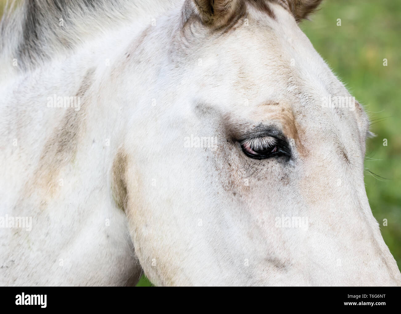 Atemberaubende Closeup, die schönen Augen und Wimpern Details von White Horse Mare Stockfoto