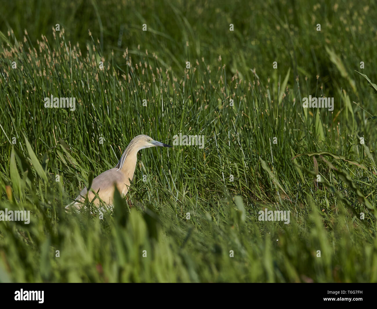 Squacco Heron, Ardeola ralloides, Ost Europa Stockfoto