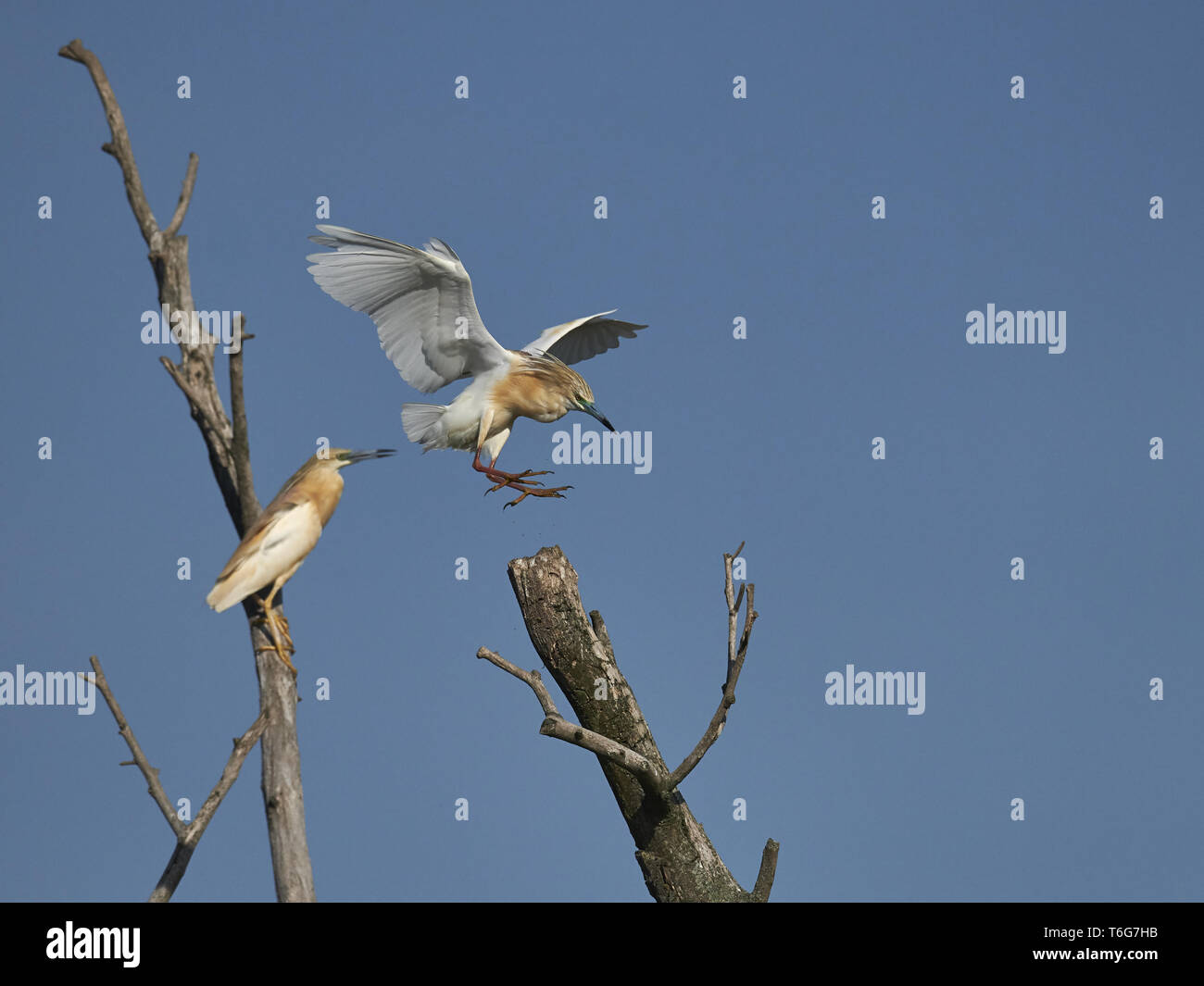 Squacco Heron, Ardeola ralloides, Ost Europa Stockfoto