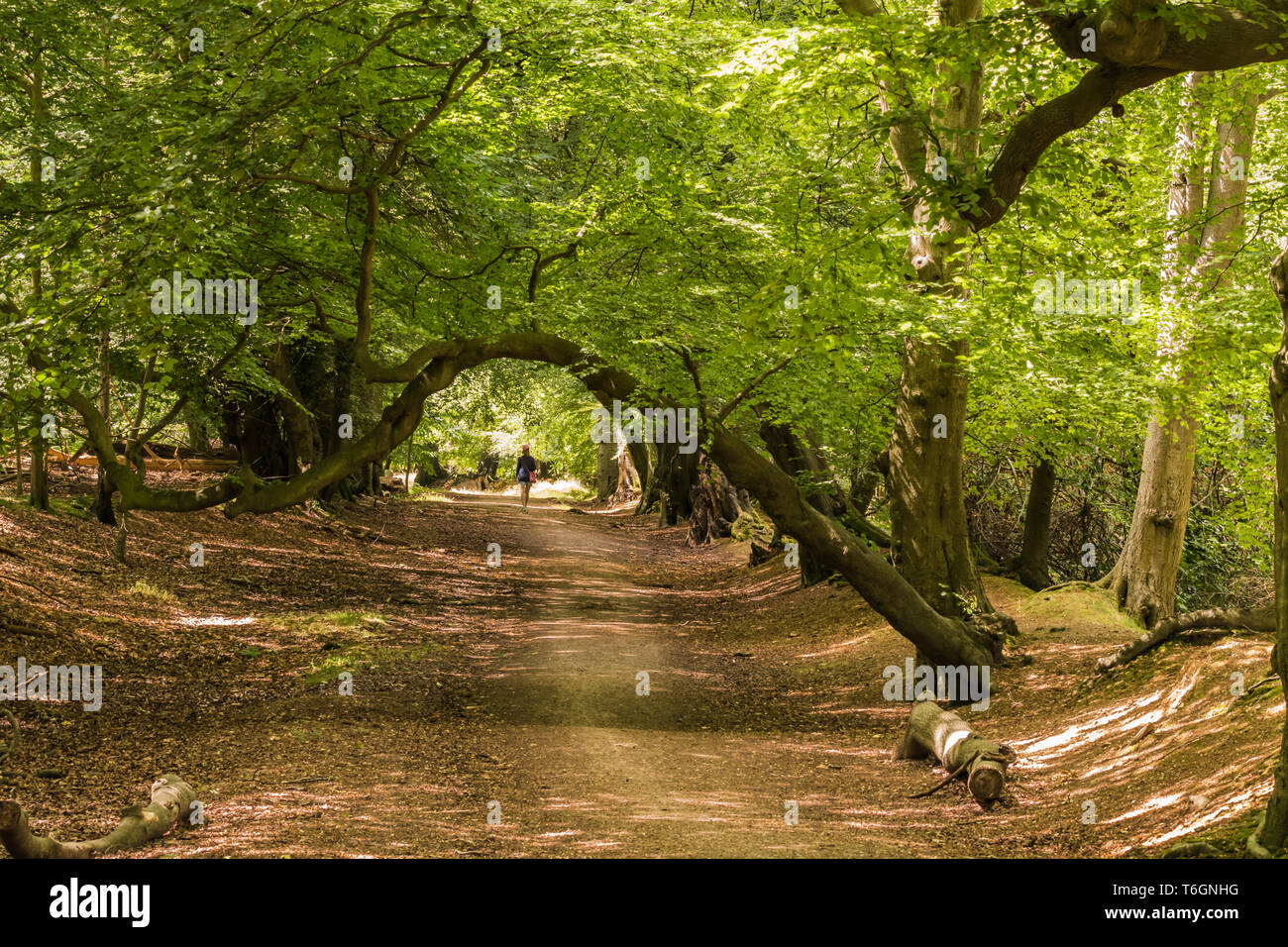 Wandern in den Wäldern Stockfoto