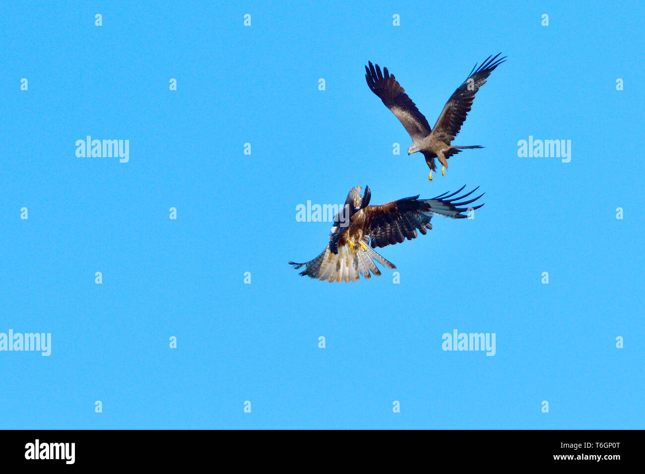 Schwarze Drachen und Rotmilan Stockfoto