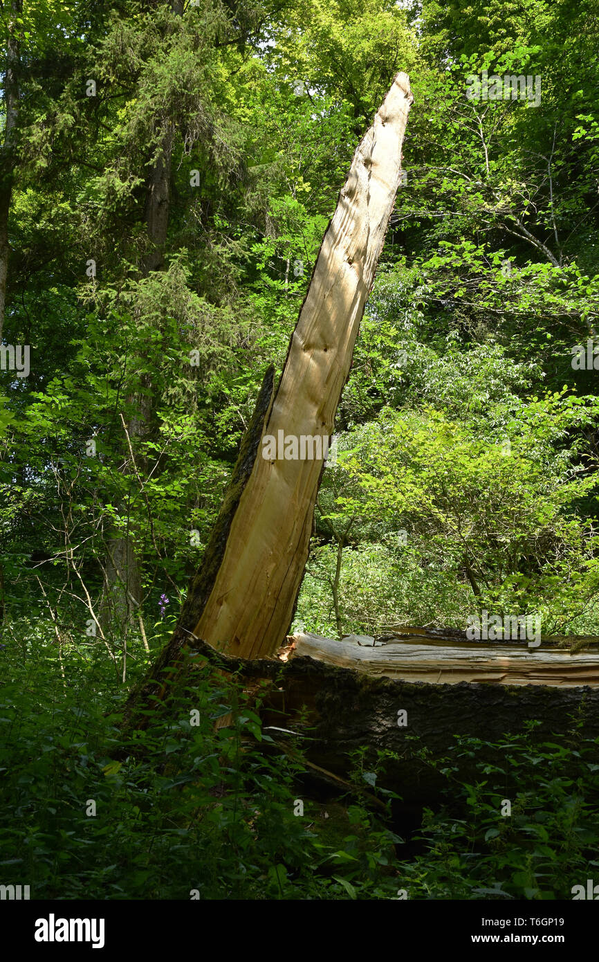 Baum Bruch, Stockfoto