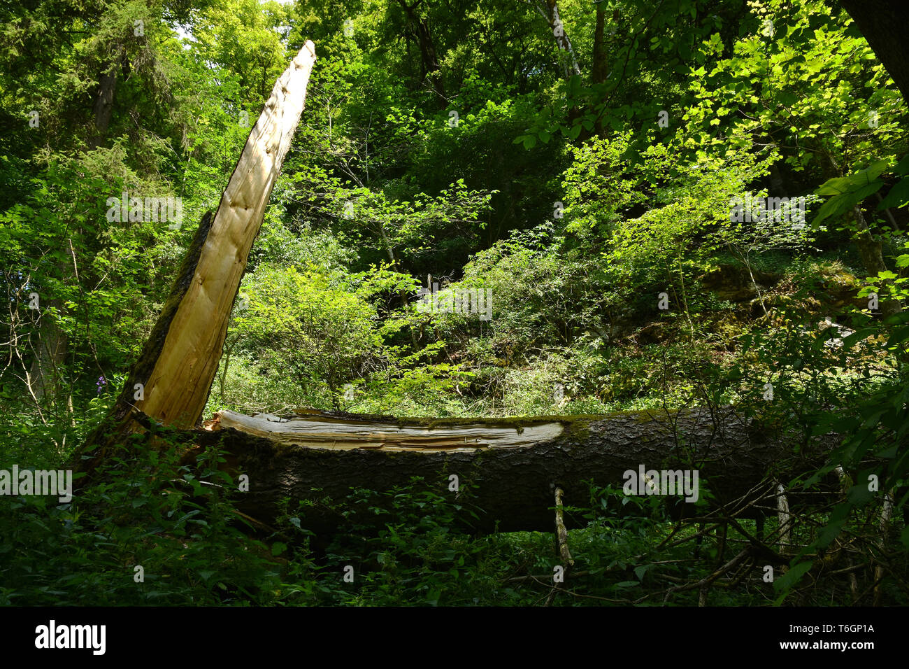 Baum Bruch, Stockfoto