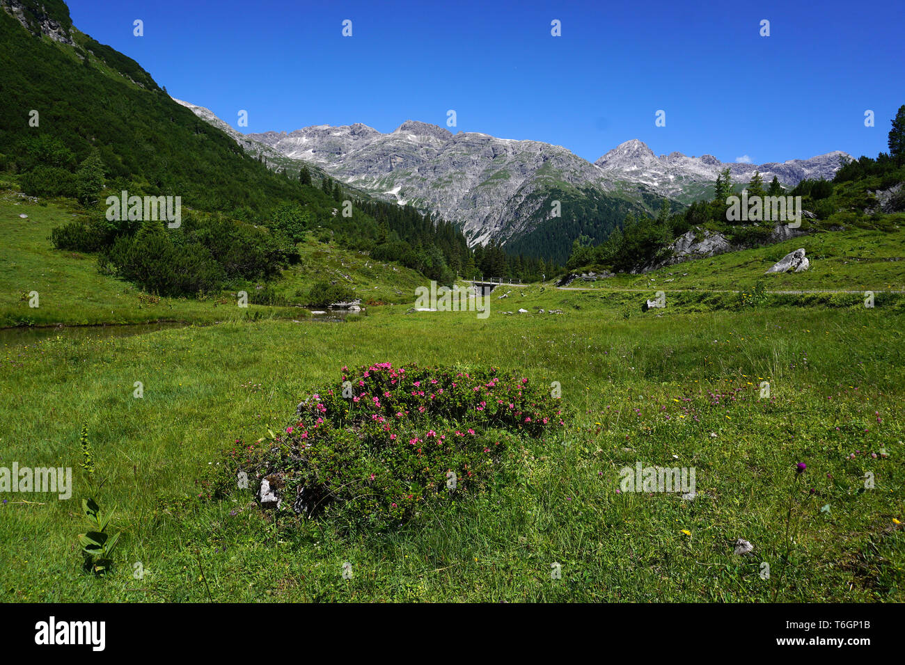Alpine Landschaft, Alpenrosen, Vorarlberg, Österreich, Stockfoto