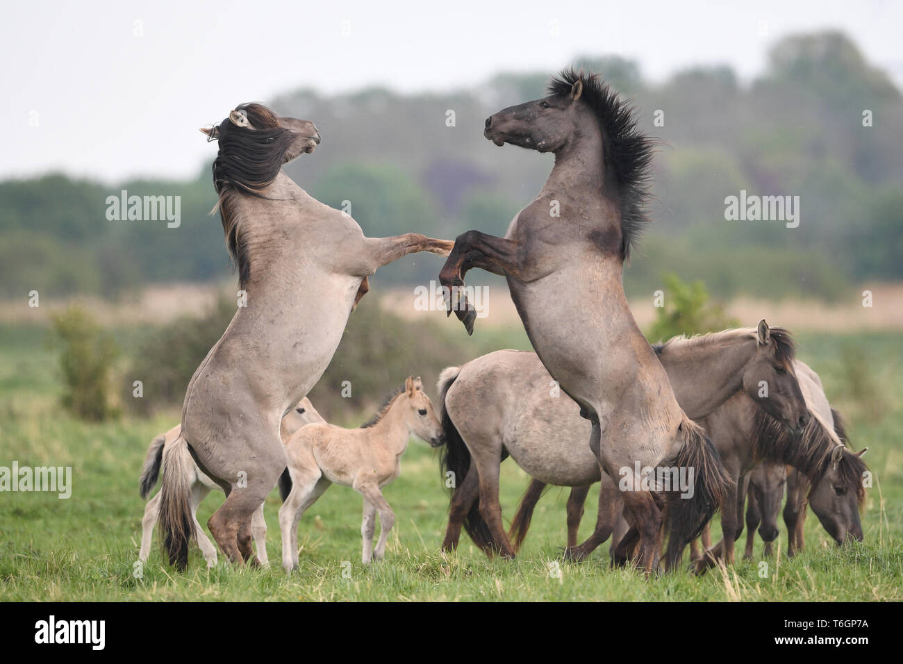 Konik Ponys Kampf um die Vorherrschaft bei der Geburt Jahreszeit an der National Trust Wicken Fen Naturschutzgebiet in Cambridgeshire, dessen 120. Geburtstag in diesem Jahr feiern. Stockfoto