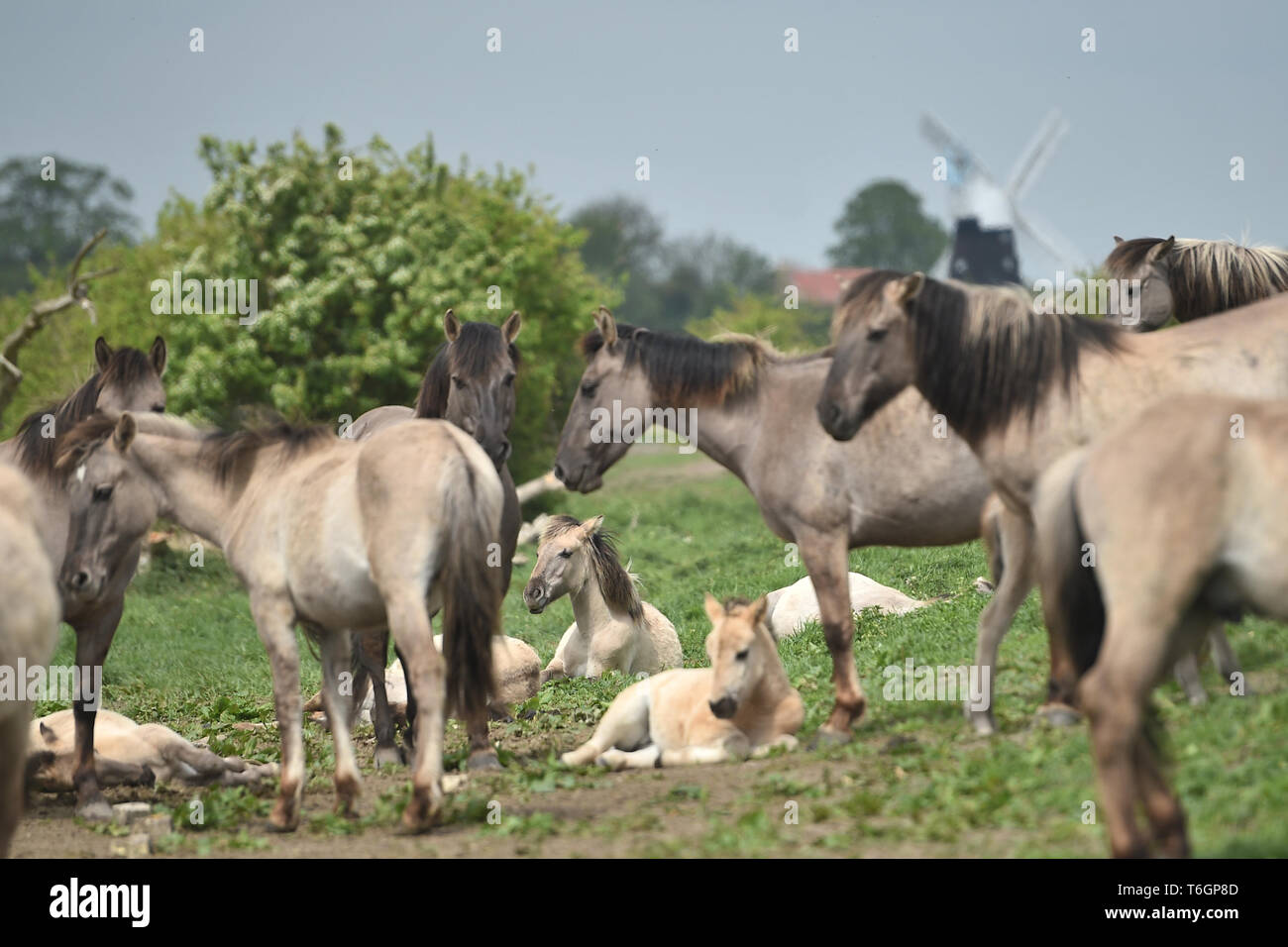 Konik Ponys an der National Trust Wicken Fen Naturschutzgebiet in Cambridgeshire, dessen 120. Geburtstag in diesem Jahr feiern. Stockfoto