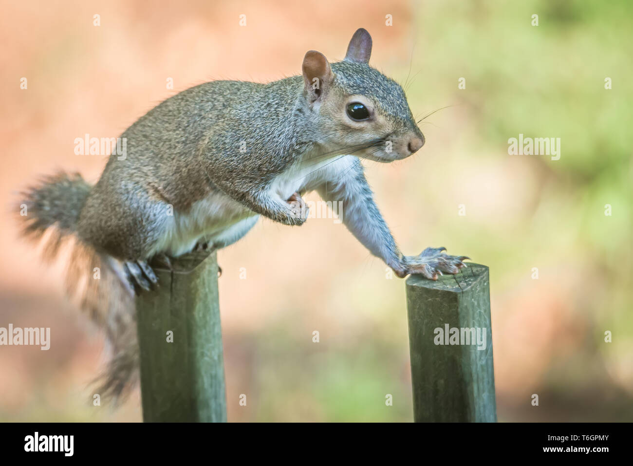 Kleine Eichhörnchen auf einem Zaun Stockfoto